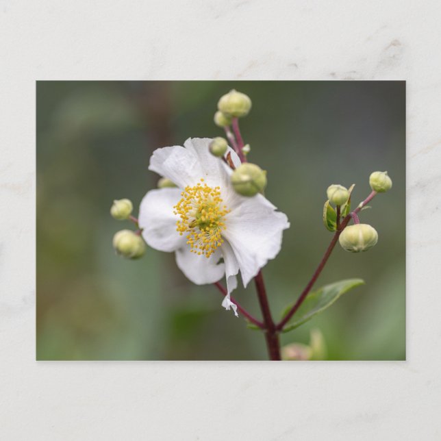 Tree Anemone Postkarte (Vorderseite)