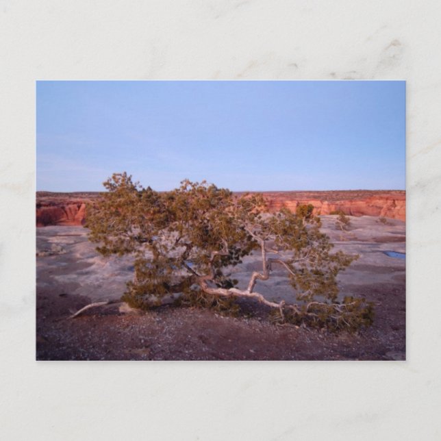 Tree at Canyon de Chelly Postcard Postkarte (Vorderseite)
