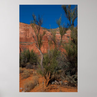 Tree at Courthouse Butte 2016 Poster