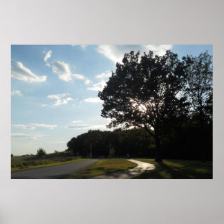 Tree at Valley Forge Poster/ Print Poster
