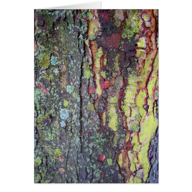 Tree Bark (Vorne)