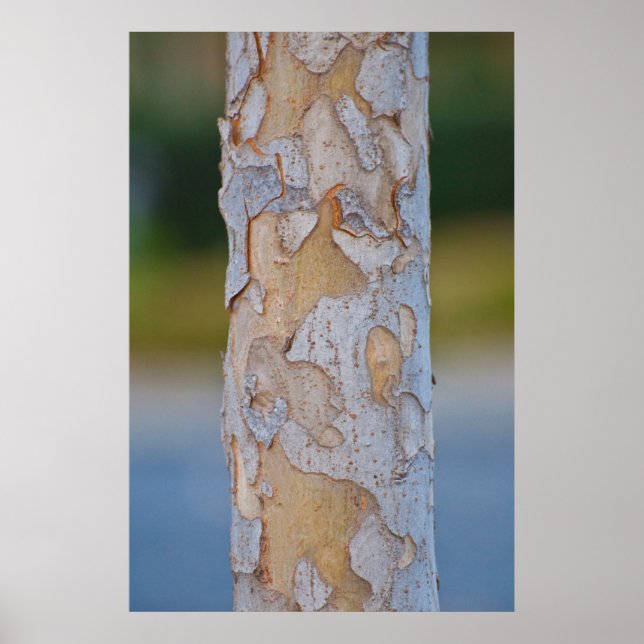 Tree Bark Poster (Vorne)