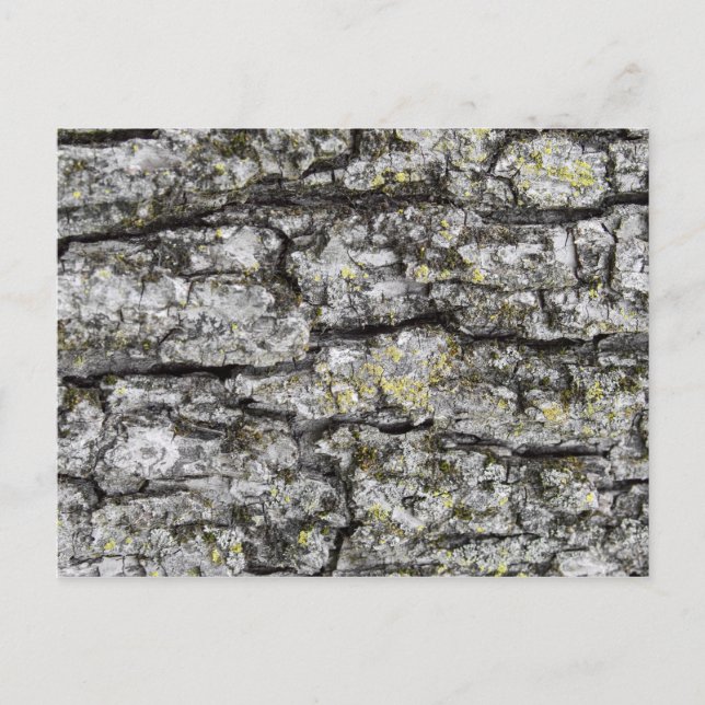 Tree Bark Postkarte (Vorderseite)