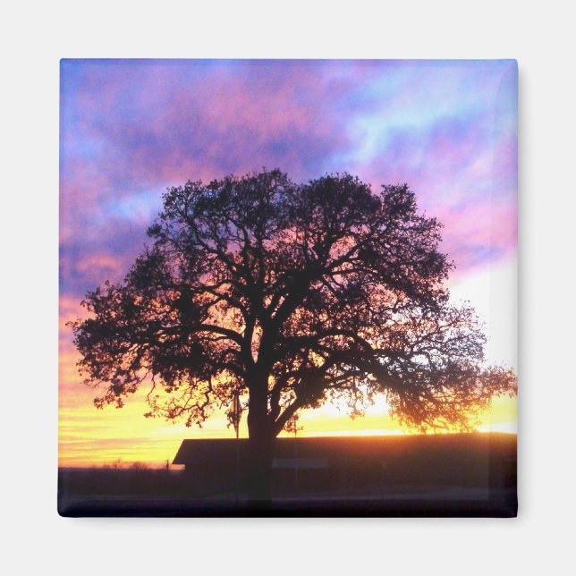 Tree bei Sunset Magnet (Vorne)