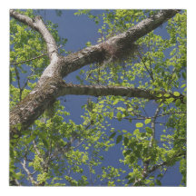Tree Blätter Branches und Blue Sky