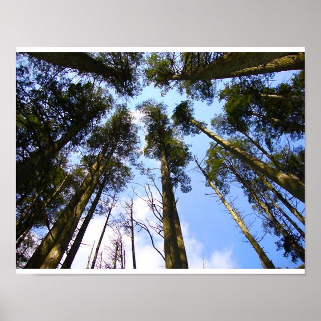 Tree Canopy Poster (Vorne)