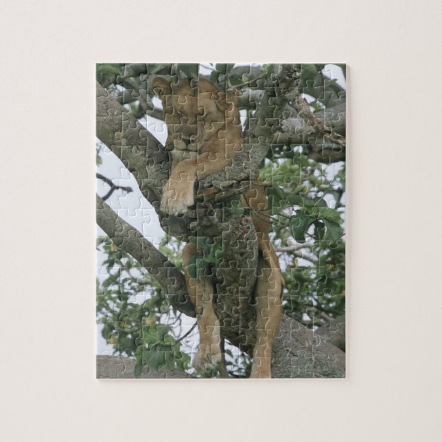Tree climbing lioness (Panthera leo), Queen (Vertikal)