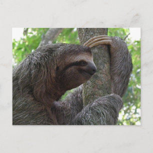 Tree Climbing Sloth Postcard Postkarte