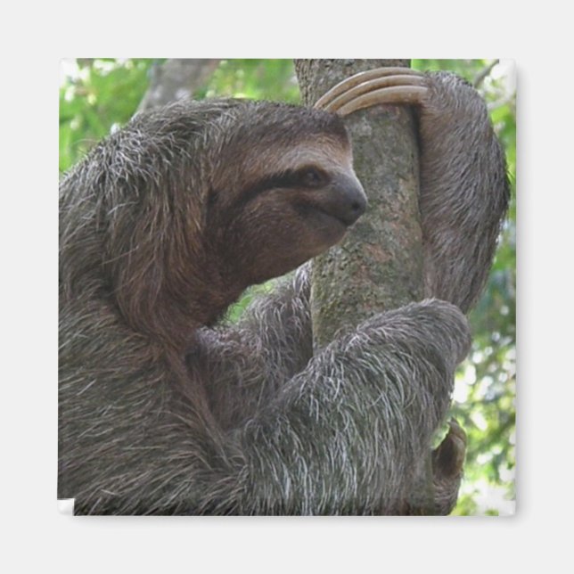 Tree Climbing Sloth Square Magnet (Vorne)