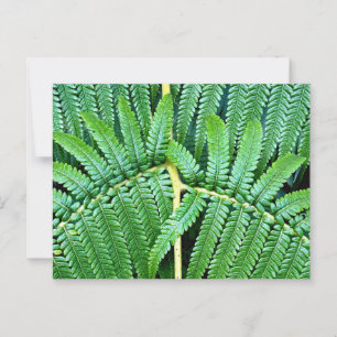 Tree Fern Frond Postkarte