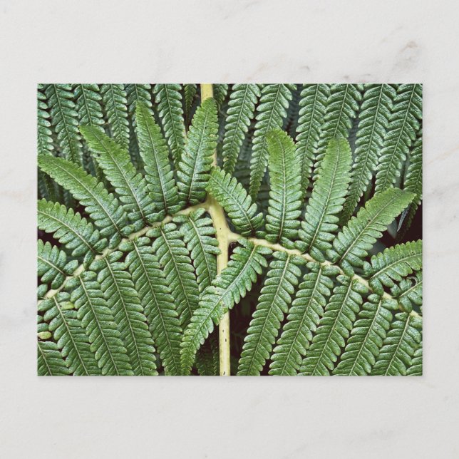 Tree Fern Frond Postkarte (Vorderseite)