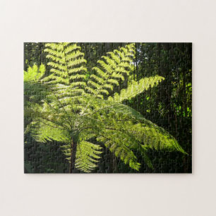 Tree Fern im Regenwald