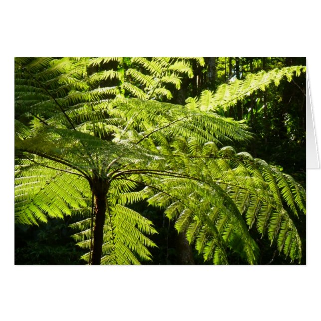 Tree Fern im Regenwald (Vorderseite (Horizontal))