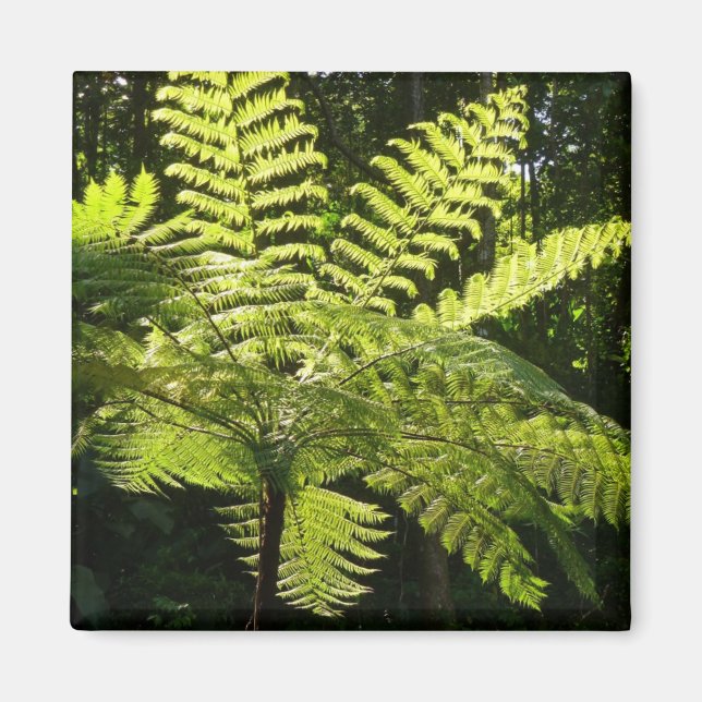 Tree Fern im Regenwald Magnet (Vorne)