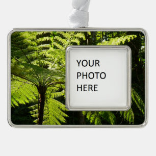 Tree Fern im Regenwald Rahmen-Ornament Silber