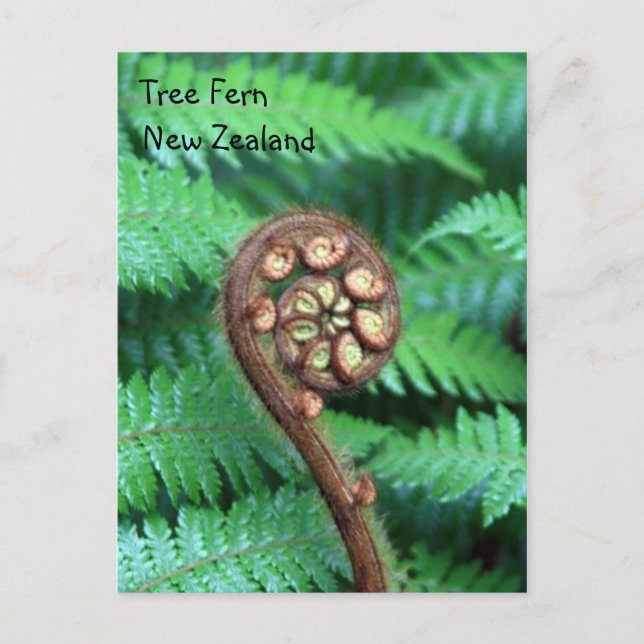 Tree Fern Neuseeland Postkarte (Vorderseite)