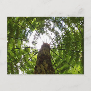 Tree Fern Postkarte