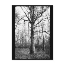 Tree Fotografy Postcard