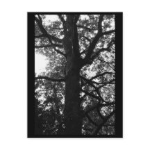 Tree Fotografy Postcard