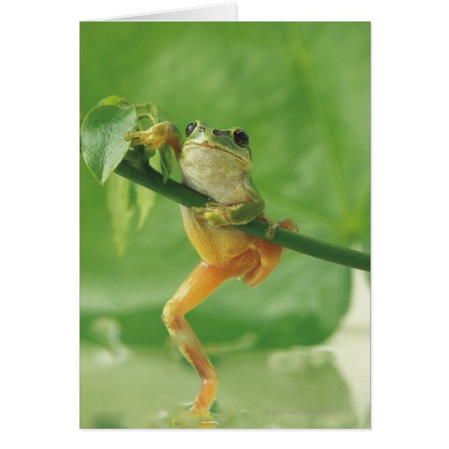 Tree Frog (Vorne)