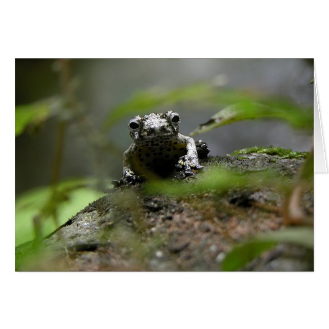 Tree Frog (Vorderseite (Horizontal))