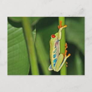 Tree Frog Foto Postkarte