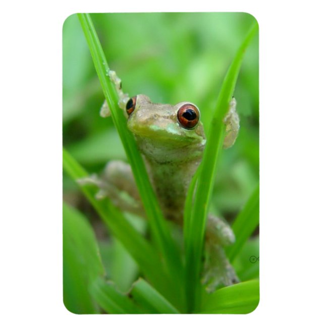 Tree Frog-Haltung im Flexi-Magnet Magnet (Vertikal)