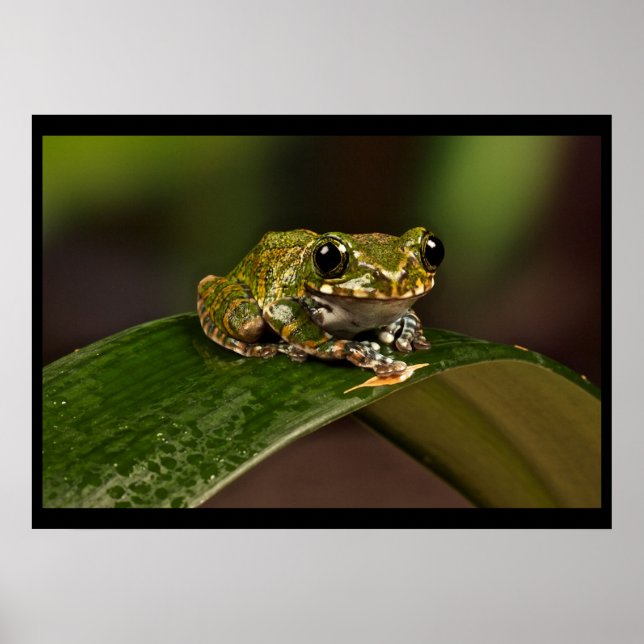 Tree Frog - Knowsley Safari Park Poster (Vorne)
