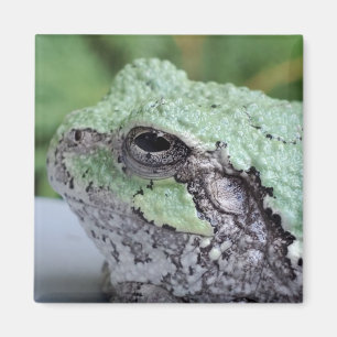 Tree Frog Magnet
