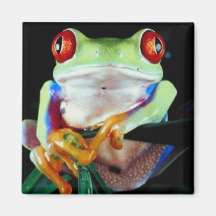 Tree Frog Magnet