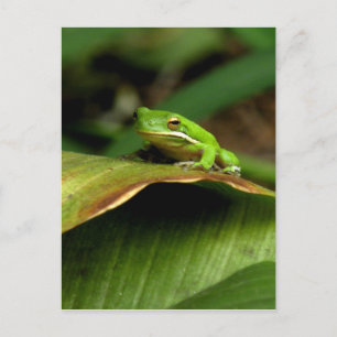Tree Frog Postcard Postkarte