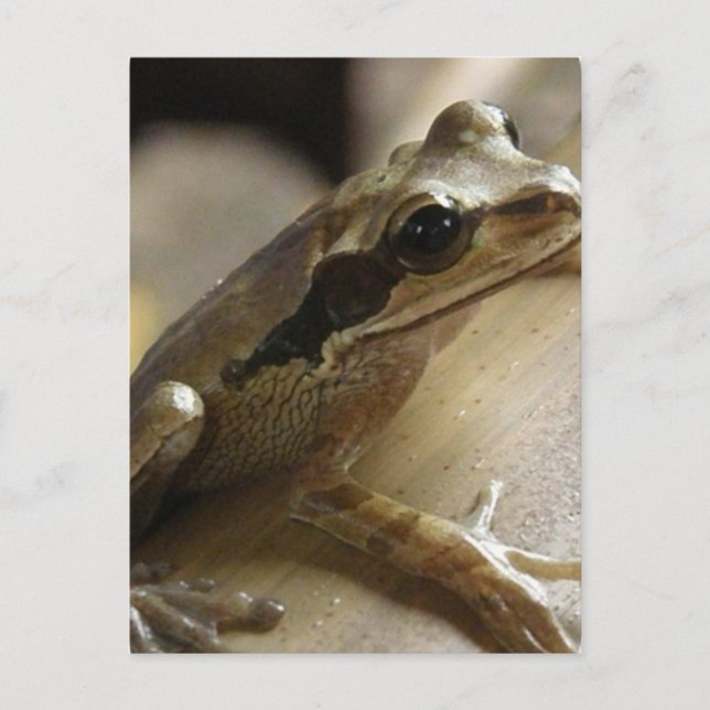 Tree Frog Postcard Postkarte (Vorderseite)