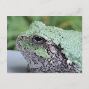 Tree Frog Postcard Postkarte