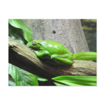 Tree Frog Postcard
