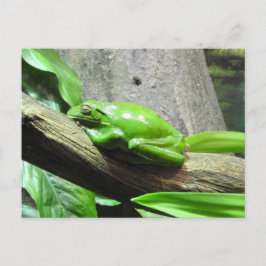 Tree Frog Postcard Postkarte
