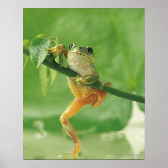 Tree Frog Poster (Vorne)
