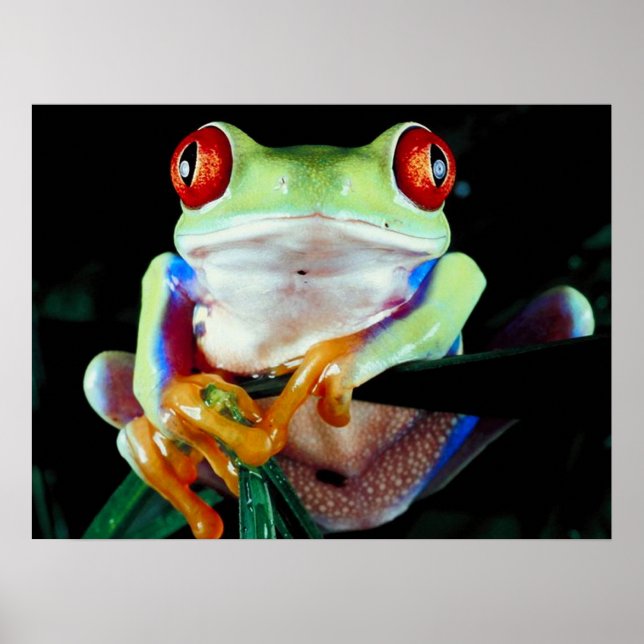 Tree Frog Poster (Vorne)