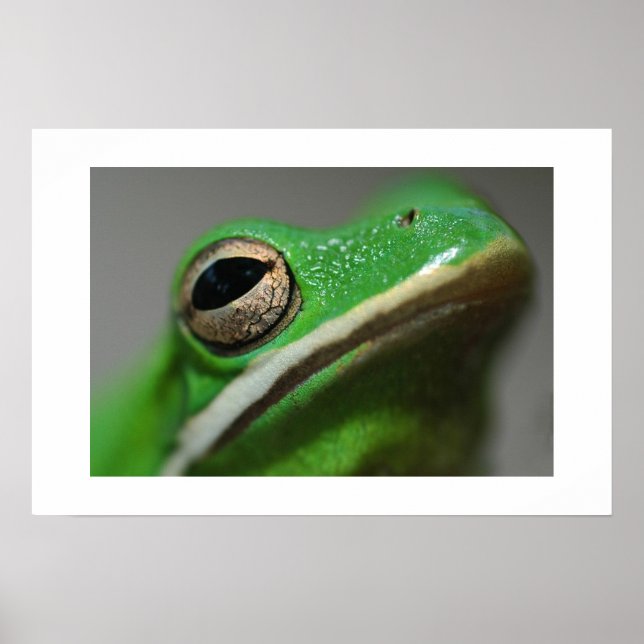 Tree Frog Poster (Vorne)