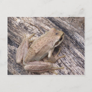 Tree Frog Postkarte