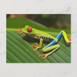 Tree Frog Postkarte