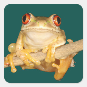Tree Frog Quadratischer Aufkleber