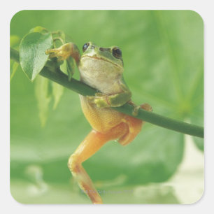 Tree Frog Quadratischer Aufkleber