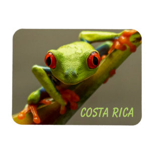 Tree Frog sieht Sie in Costa Rica an Magnet