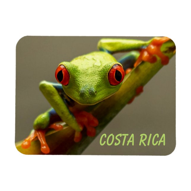 Tree Frog sieht Sie in Costa Rica an Magnet (Horizontal)