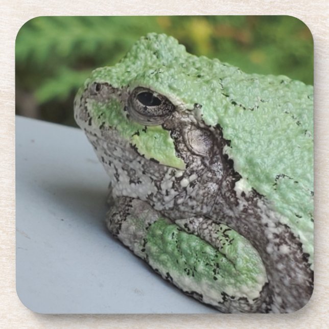 Tree Frog Untersetzer (Vorderseite)