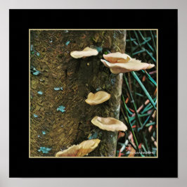 Tree Fungus Poster