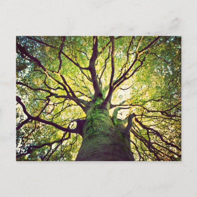 Tree Hugging Postkarte (Vorderseite)