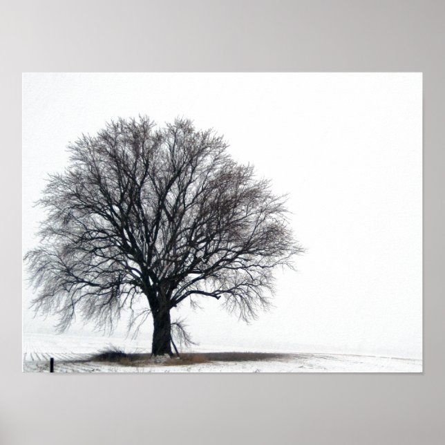 tree in snow poster (Vorne)