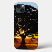 Tree in the Morning