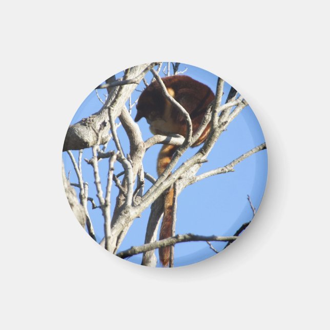 Tree Kangaroo Magnet (Vorne)